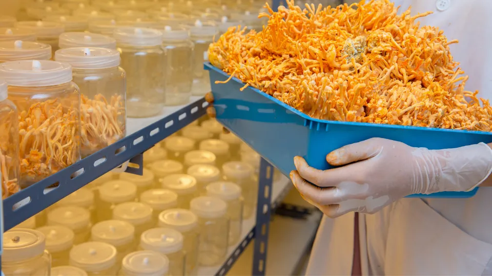 Hasat edilmiş cordyceps dolu kasa, arkada üretim kavanozları