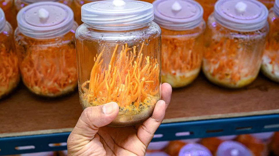 Elde tutulan, içinde turuncu cordyceps yetişmiş kavanoz