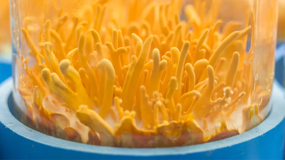 Kavanozda yetiştirilmiş turuncu Cordyceps militaris kümesi, yakın çekim