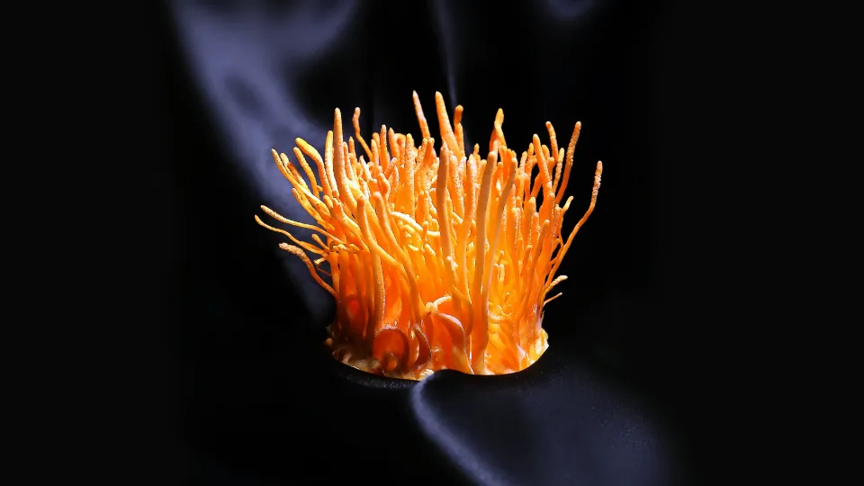 Siyah zemin üzerinde turuncu Cordyceps militaris kümesi
