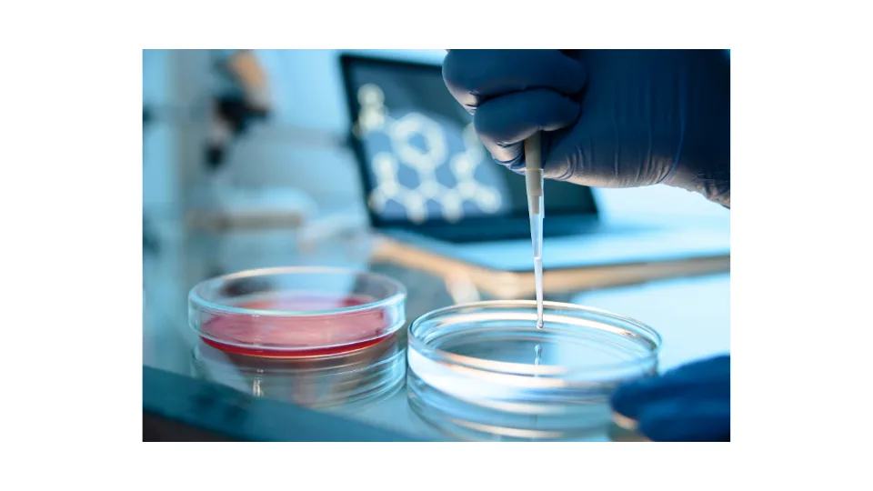Eldivenli elin pipetle petri kabına steril sıvı aktarması; yanında besiyeri dolu ikinci bir petri kabı